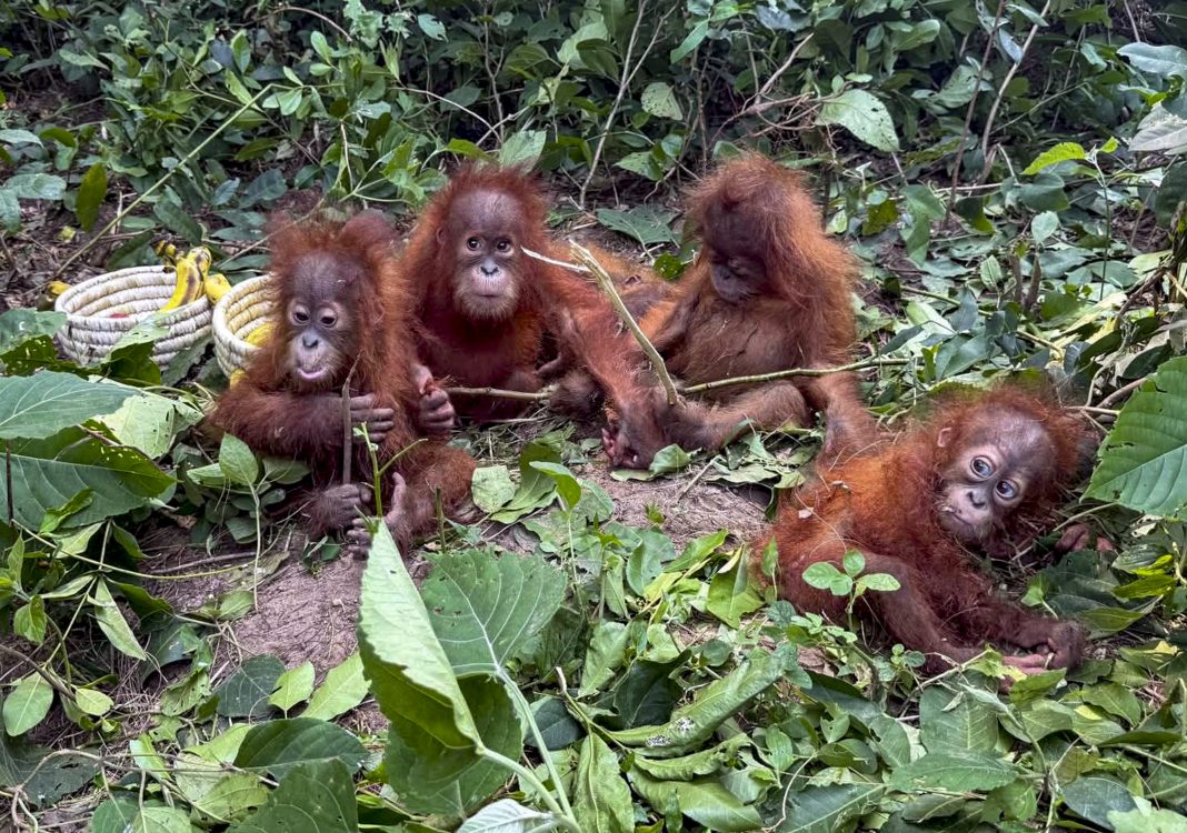 Relaxed to anxious to playful: Rescued baby orangutans show range of emotions at Odisha zoo