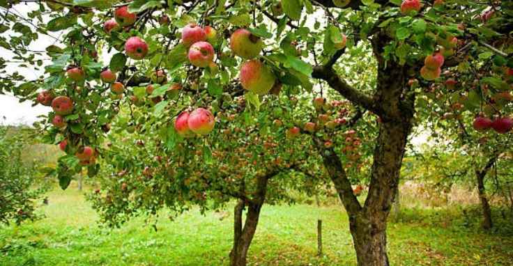 Education Minister raises CAN fertilizer issue with Centre, seeks relief for apple growers