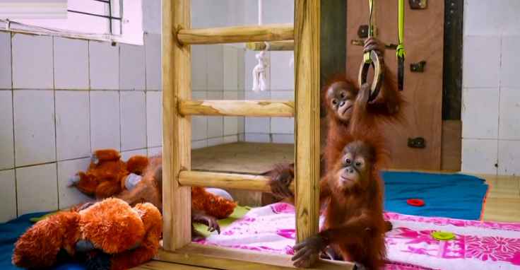 Odisha’s climate suits rescued baby orangutans, their health improving: Minister