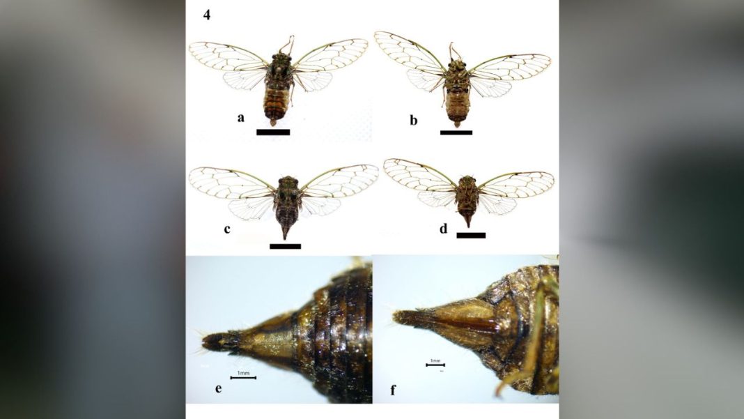 Cicada found in Mawphlang in 2023 turns out to be new species