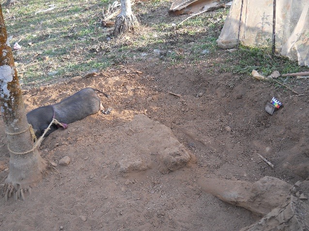 ANIMAL REARING: Pig rearing area (Location: Misimagre Village)