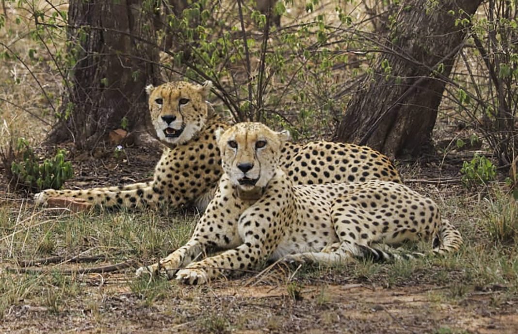 Veerangana Durgavati Tiger Reserve set to become third home for cheetahs in Madhya Pradesh